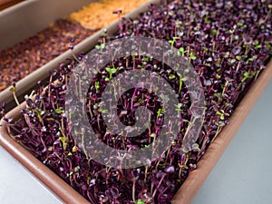 Sprouts grow in the bath. Sprouts for food additives