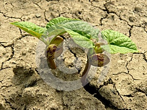 Sprouts of kidney beans