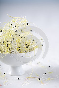 Sprouts of leek