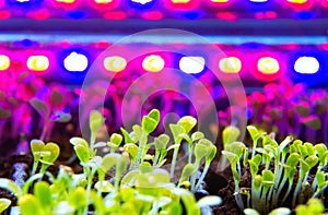 Sprouts of lettuce close up grow under the pink light of phytolamps