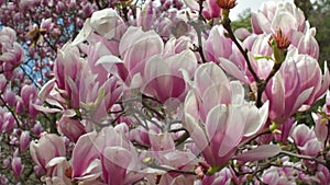 Sprouts of magnolia tree on background of blue sky, during spring period.
