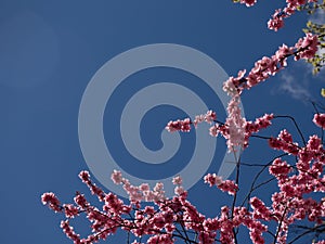 Sprouts of magnolia tree on background of blue sky, during spring period. Budded branch with pink flowers in bloom season