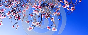 Sprouts of magnolia tree on background of blue sky, during spring period. Budded branch with pink flowers in bloom season.