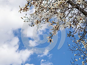 Sprouts of magnolia tree on background of blue sky, during spring period. Budded branch with pink flowers in bloom season