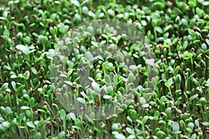 Sprouts of microgreen medicago