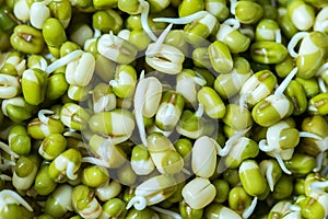 Sprouts of mung bean, germination of seed sprouts for nutrition, a raw food diet