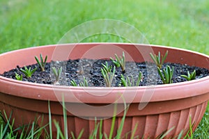 Sprouts of muscari alba bulbs growing in a pot