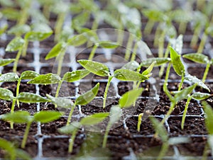 Sprouts in peat tray