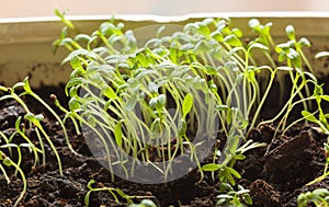 Sprouts in pot