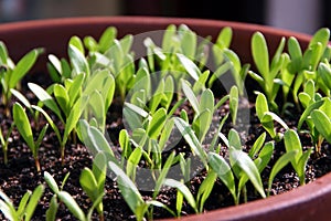 Sprouts of Pot Marigold