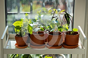 Sprouts potted plant on cart at home. Houseplants - Pilea peperomioides, Alocasia Bambino, Anthurium