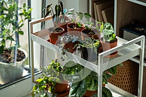 Sprouts potted plant on cart at home. Houseplants - Pilea peperomioides, Alocasia Bambino, Anthurium
