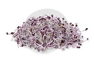 Sprouts of purple radish