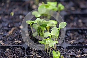 Sprouts of radish vegetables species Raphanus raphanistrum in fertile soil of germination tray, after 6 days seeding.