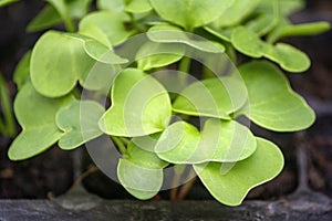 Sprouts of radish vegetables species Raphanus raphanistrum in fertile soil of germination tray, after 6 days seeding.