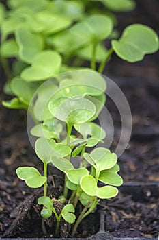 Sprouts of radish vegetables species Raphanus raphanistrum in fertile soil of germination tray, after 6 days seeding.