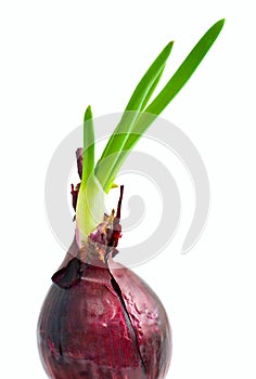 Sprouts of red onion