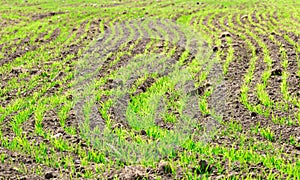 Sprouts of Secale Cereale on a field.