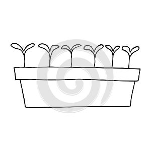 sprouts in a seedling box icon, sticker. sketch hand drawn doodle style. vector monochrome minimalism. spring, plant