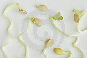 Sprouts and seeds.