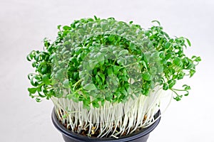 Sprouts of small leaves and stems arugula on a white background.