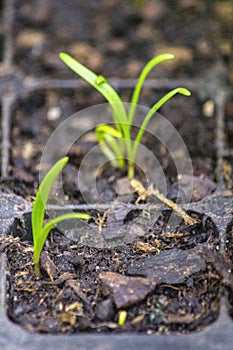 Sprouts of spinach species Spinacia oleracea in fertile soil of germination tray, after 7 days seeding. photo