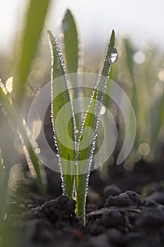Sprouts of spring barley sprouted from the soil are covered with drops of morning dew