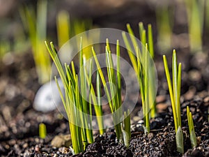 Sprouts in spring sprouting time