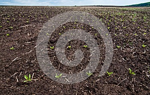 sprouts of sugar beet in the field, agronomy