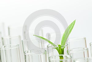 Sprouts on test tube