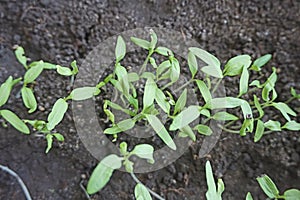 Sprouts of tomato bushes