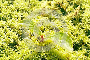 sprouts of trees on the moss surface photo