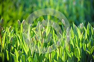 The sprouts of tulips , spring flowers , the Botanical garden to grow a meadow of tulips , Netherlands