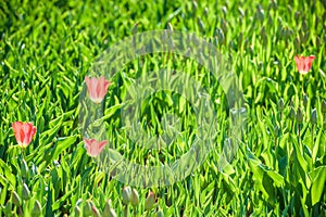 The sprouts of tulips , spring flowers , the Botanical garden to grow a meadow of tulips , Netherlands