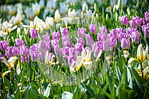 The sprouts of tulips , spring flowers , the Botanical garden to grow a meadow of tulips , Netherlands
