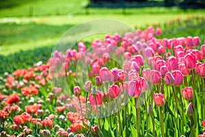 The sprouts of tulips , spring flowers , the Botanical garden to grow a meadow of tulips , Netherlands