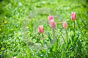 The sprouts of tulips , spring flowers , the Botanical garden to grow a meadow of tulips , Netherlands