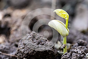 sprouts of vegetables in the ground growing plants farming