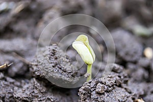 sprouts of vegetables in the ground growing plants farming