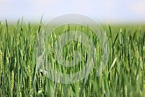 sprouts of wheat on the field