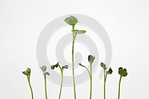 Sprouts on white background