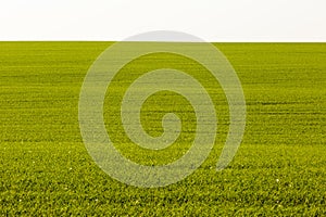 Sprouts of winter wheat sprouted in an endless field