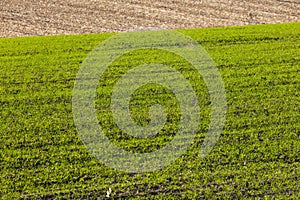 Sprouts of winter wheat sprouted in an endless field