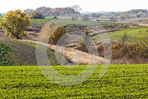 Sprouts of winter wheat sprouted in an endless field