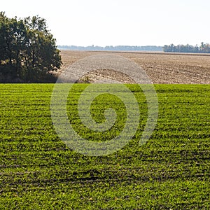 Sprouts of winter wheat sprouted in an endless field