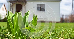 Sprouts of young barley or wheat that have just sprouted in the soil. Close up panorama of sprouted grain leaves on