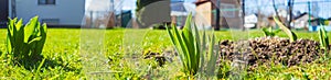 Sprouts of young barley or wheat that have just sprouted in the soil. Close up panorama of sprouted grain leaves on