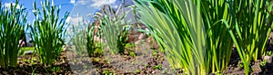 Sprouts of young barley or wheat that have just sprouted in the soil. Close up panorama of sprouted grain leaves on