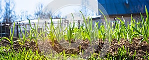 Sprouts of young barley or wheat that have just sprouted in the soil. Close up panorama of sprouted grain leaves on