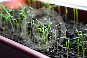 Sprouts of young dill